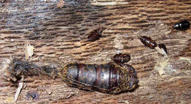 Sotto la corteccia del pino silvestre